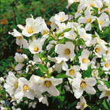 Philadelphus 'Belle Etoile'