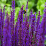 Salvia Nemorosa Collection Potted