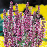 Salvia Nemorosa Collection Potted