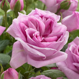 Rose Perfume Collection (4)