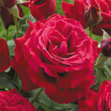 Rose Perfume Collection (4)