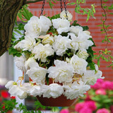 Giant Pendula Begonia Collection
