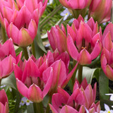Tulip 'Garden of Clusius'