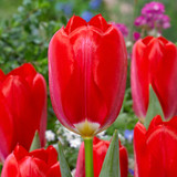 Tulip 'Red Purissima'