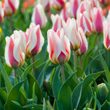 Tulip Mary Ann