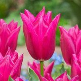 Tulip 'Lilyrosa'