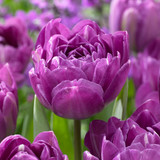 Tulip Blue Spectacle