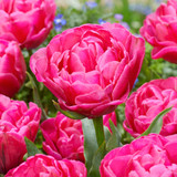Tulip Sunset Tropical