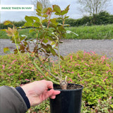 Rose Climbing Sympathie Potted