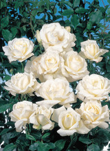Rose Climbing Iceberg Potted