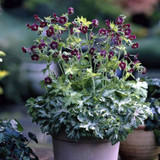 Geranium Springtime (1.5L)