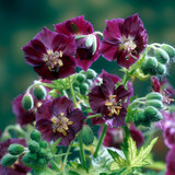 Geranium Springtime (1.5L)