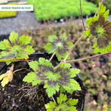 Geranium Springtime (1.5L)