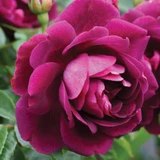 Rose Burgundy Ice