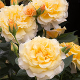Rose Sunny Sky Potted