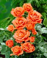 Rose 'Joro' Potted