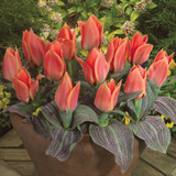 Tulip 'Calypso'