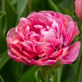 Tulip Amazing Grace