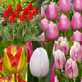 Single Early Tulip Collection