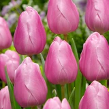 Single Early Tulip Collection