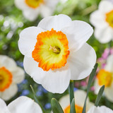Narcissus Roulette