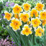 Narcissus Orchid Collection