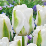 Triumph Tulip Collection C