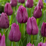 Triumph Tulip Collection C