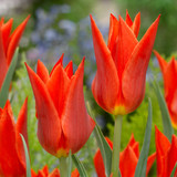 Tulip New Fluted Collection