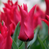 Tulip New Fluted Collection