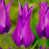Tulip New Fluted Collection