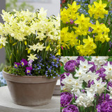 Narcissus Sensation Collection (Triandrus)