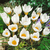 150 Crocus Species Collection