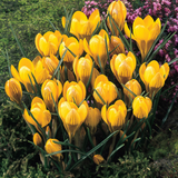 150 Crocus Species Collection