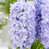 Hyacinth Sky Planet