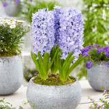 Hyacinth Sky Planet
