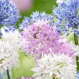Allium Lollipop Collection