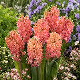 Hyacinth New Collection 14/15