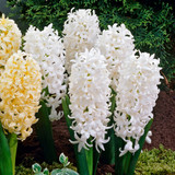 Hyacinth Pearl Collection