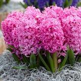 Hyacinth Pearl Collection