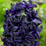 Hyacinth Dark Dimension