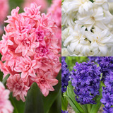 Double Hyacinth Collection