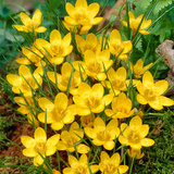 Winter Flowering Crocus Collection