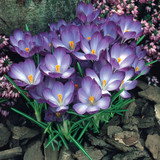 Winter Flowering Crocus Collection
