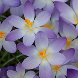 Winter Flowering Crocus Collection