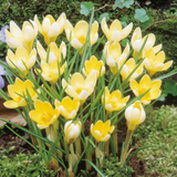 Winter Flowering Crocus Collection