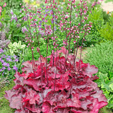 Heuchera Collection A