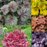 Heuchera Collection A