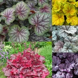 Heuchera Collection A