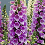 Digitalis purpurea Dalmatian Purple